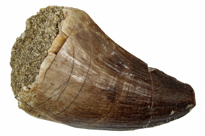 Fossil Mosasaur (Thalassotitan) Tooth - Morocco #345140